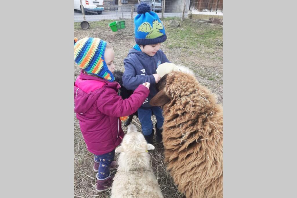 Gruppenunterkunft Mit Billardtisch Und Lamatrekking Meikirch 외부 사진